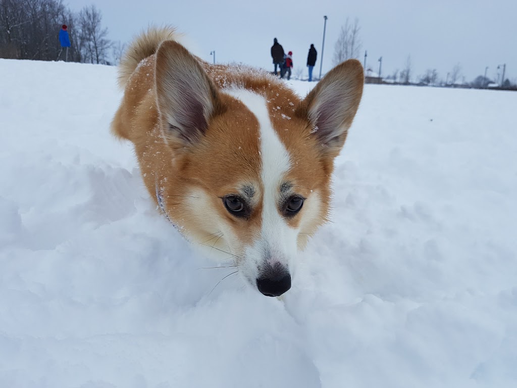 McLennan Park Gated Dog Park | 1T4,, McLennan Park Gate, Kitchener, ON N2E 1T4, Canada