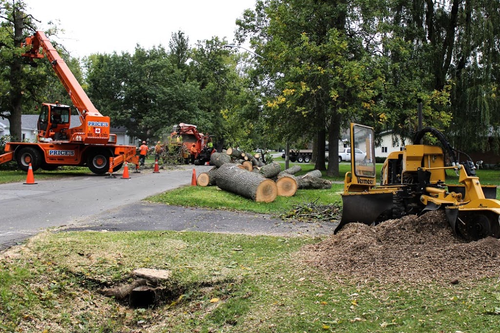 Truly Canadian Tree Service | 12274 Brawn Rd, Wainfleet, ON L0S 1V0, Canada | Phone: (905) 734-5703