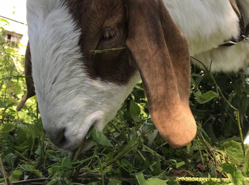 Bullfrogs and Butterflies Farm | 439 Pinehurst Rd, Paris, ON N3L 3E2, Canada | Phone: (519) 223-2528