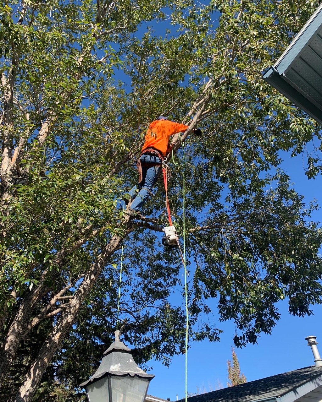 Alberta Tree Masters -Tree Service - Tree Removal & Tree Pruning | 28 Edgeford Pl NW, Calgary, AB T3A 2T2, Canada | Phone: (587) 438-5733