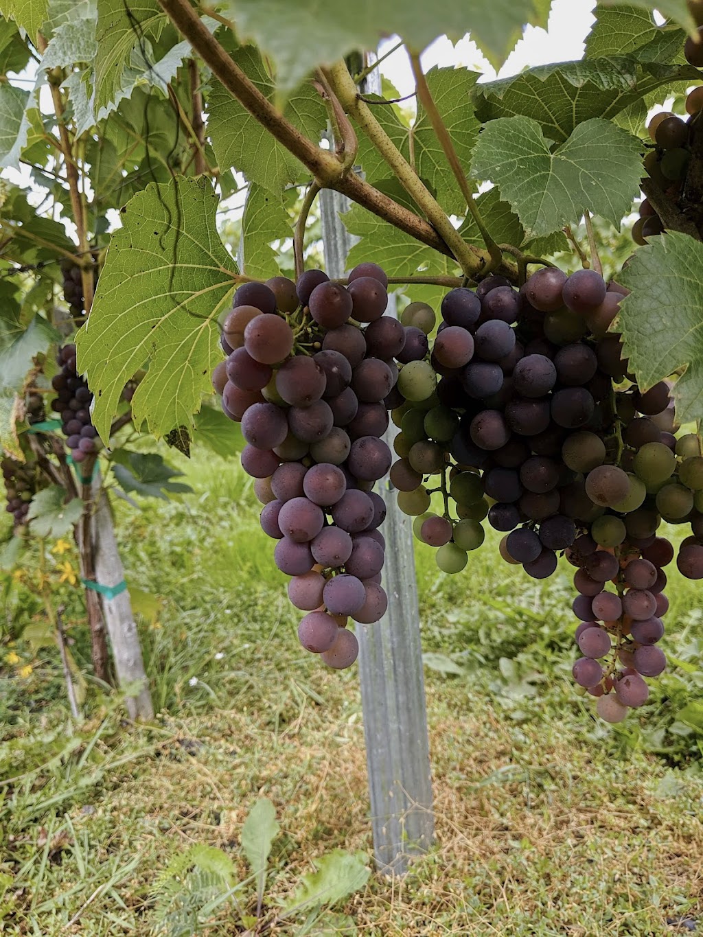 Le Vignoble ComAutrefois | 737 Rang St François, Notre-Dame-de-Lourdes, QC G0S 1T0, Canada | Phone: (819) 460-2696