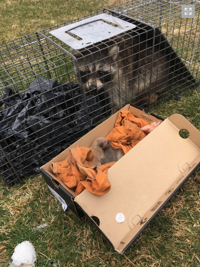 Proven Wildlife Removal | 371 King St Unit 5, Barrie, ON L4N 6B5, Canada | Phone: (705) 985-2345