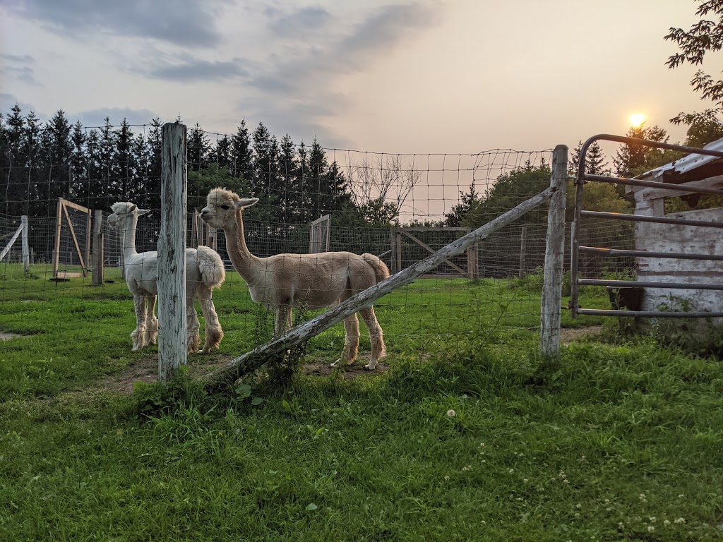 Horses of the Sun | 1944 Forced Rd, Vars, ON K0A 3H0, Canada | Phone: (613) 835-9523