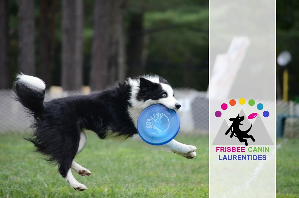 Frisbee Canin Laurentides | 4465 Chemin de la Gare, Labelle, QC J0T 1H0, Canada | Phone: (819) 216-0562