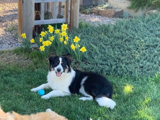 Big Rock Australian Shepherds | 14 303 Ave W, Okotoks, AB T1S 1A2, Canada | Phone: (403) 990-8506