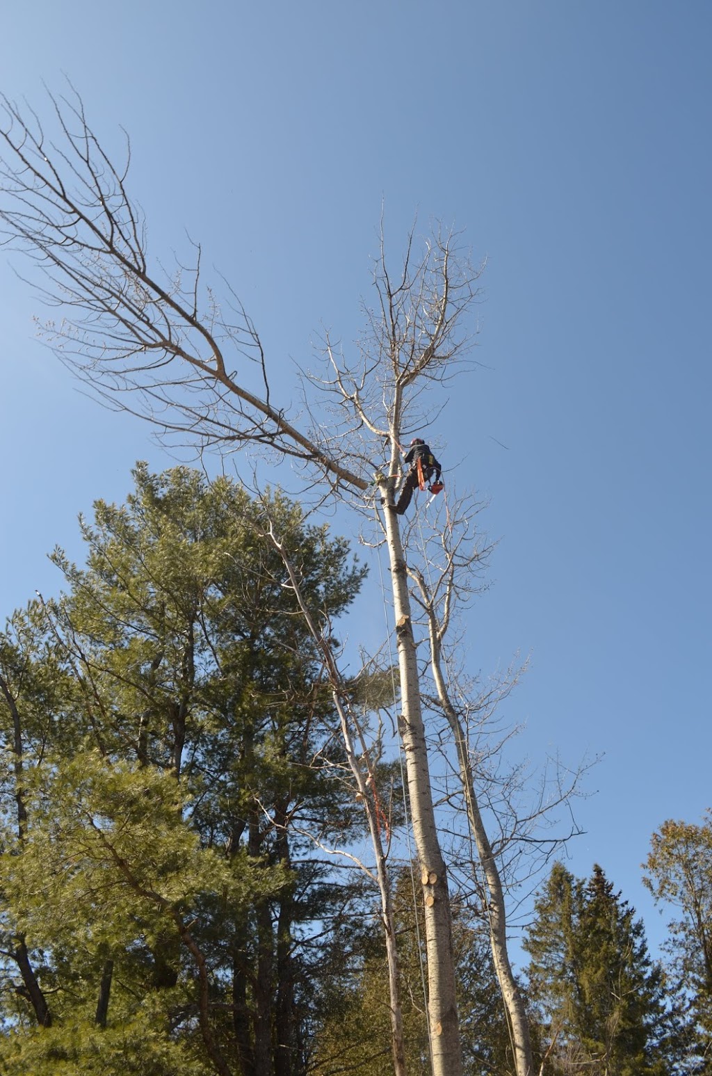 Sound Tree Service | 443 ON-518, Seguin, ON P2A 0B2, Canada | Phone: (705) 890-7471