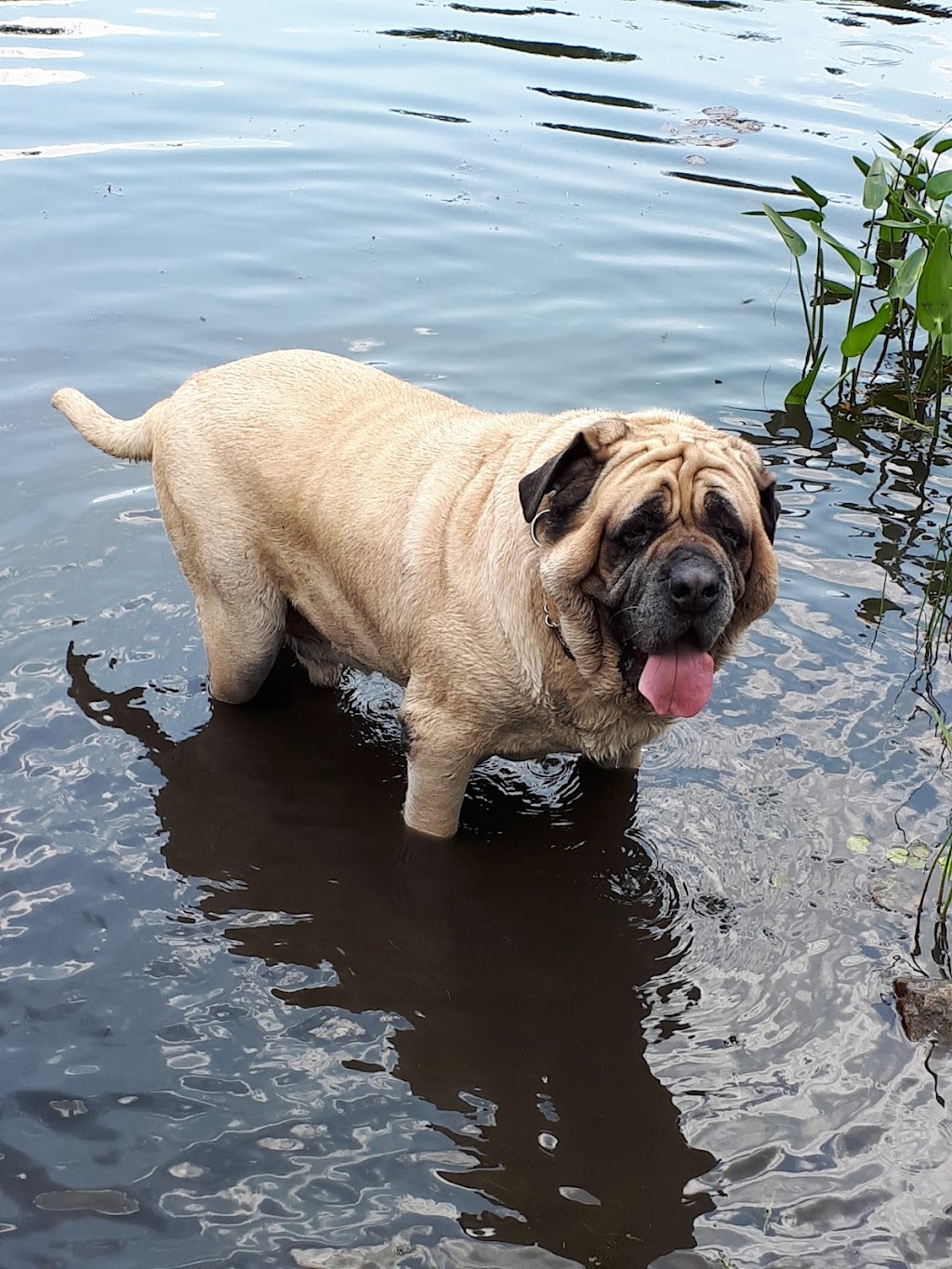 VALLEY MASTIFF RESCUE | 370 Chem. Cléo-Fournier, Duclos, QC J0X 1S0, Canada | Phone: (819) 661-4726