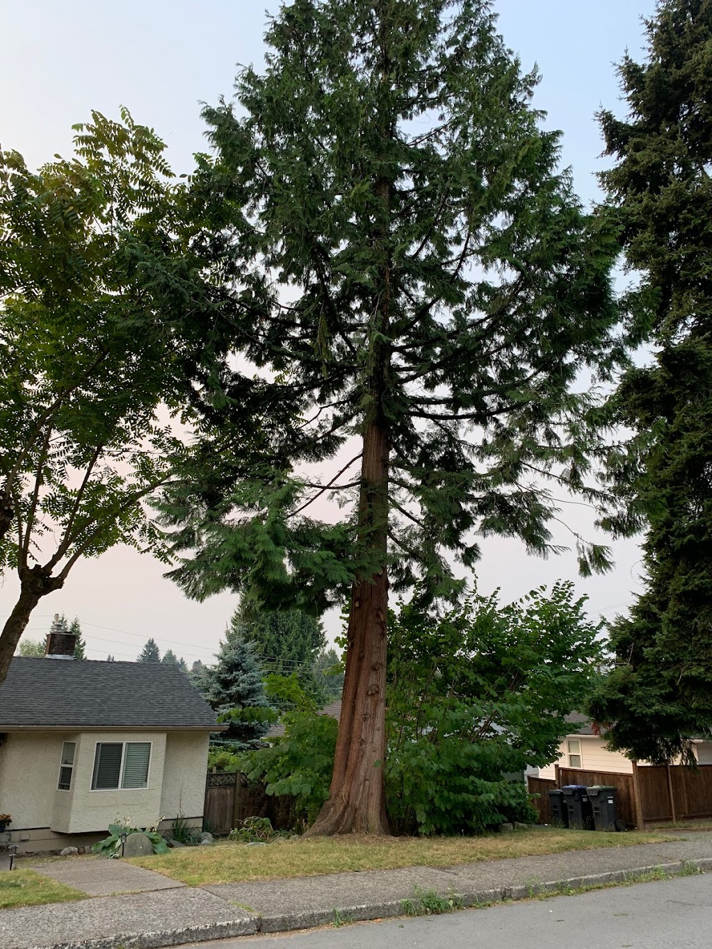 Davids Tree Service | BC Parkway, New Westminster, BC V3L 5L1, Canada | Phone: (604) 526-4850