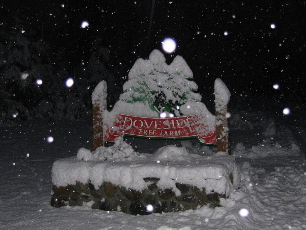 Doveside Christmas Tree Farm | 6077 Todd Rd, Courtenay, BC V9J 1P4, Canada | Phone: (250) 218-3332