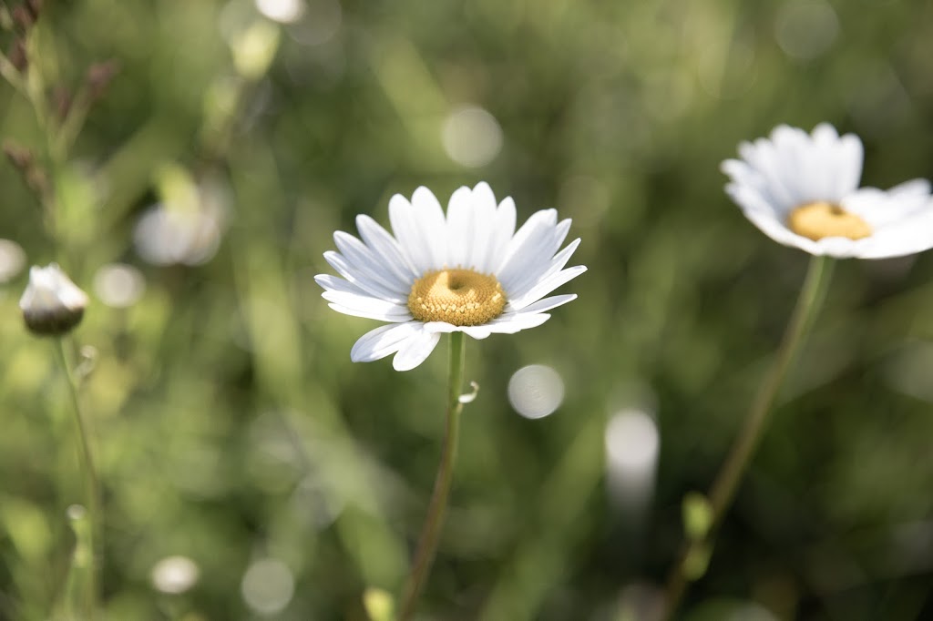 Lasting Impressions Photography by Lois | 7184 W Coast Rd, Sooke, BC V9Z 0R9, Canada | Phone: (250) 589-9798