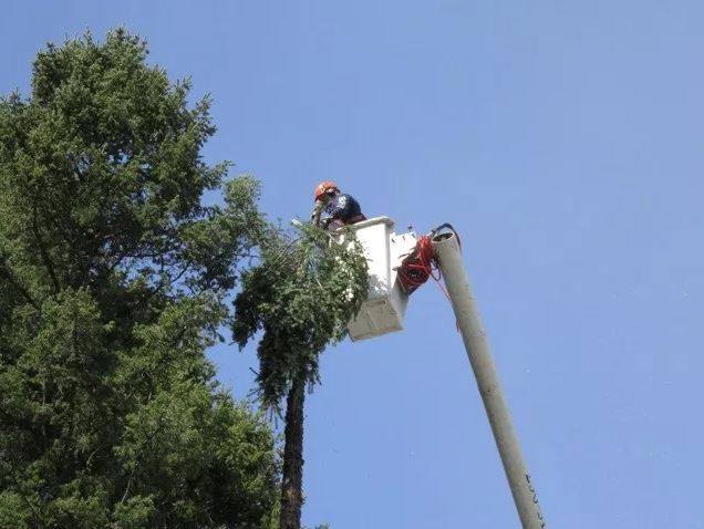 Pine Valley Contracting and Tree Services | 48573 Auchenway Rd, Chilliwack, BC V4Z 1B8, Canada | Phone: (604) 793-5098