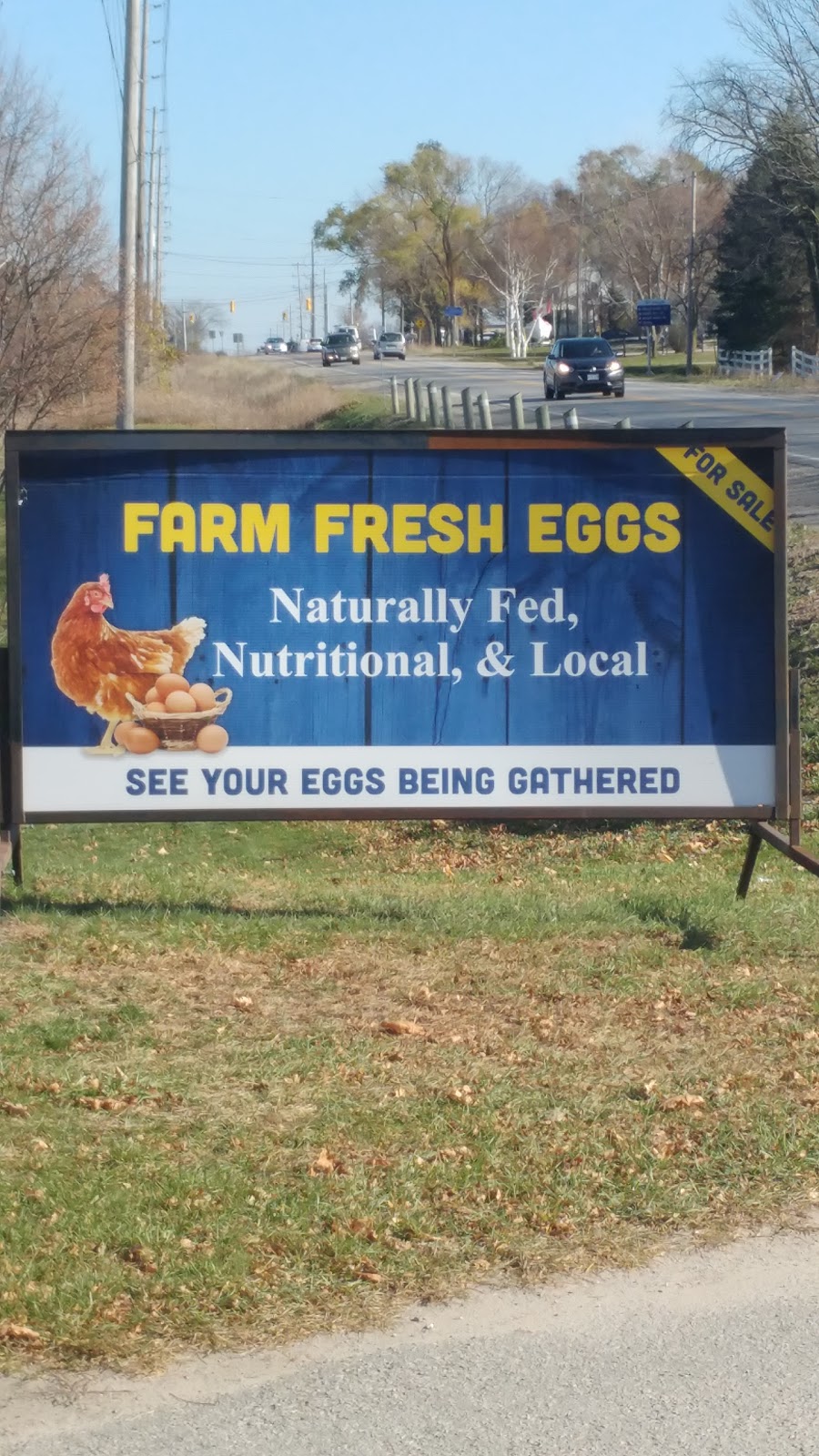 Eisses Farm Fresh Eggs | 2348 Innisfil Beach Rd, Innisfil, ON L9S 4C4, Canada | Phone: (705) 436-1749