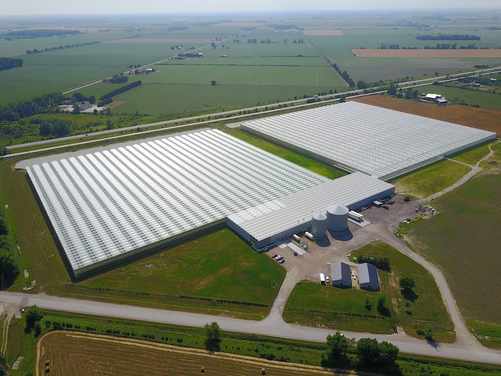 Klassen Greenhouse Farms Inc. | 63 Division Rd, Cottam, ON N0R 1B0, Canada | Phone: (519) 839-5600