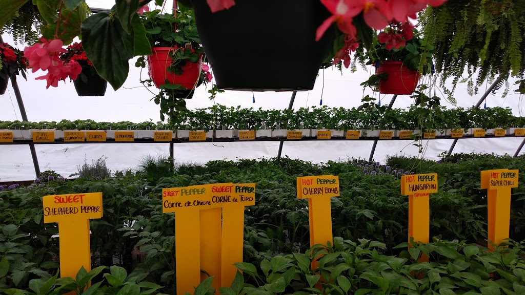 Roys Flower Palace - Seasonal greenhouse | 2726 Ottawa Regional Rd 11, Nepean, ON K2J 4S2, Canada