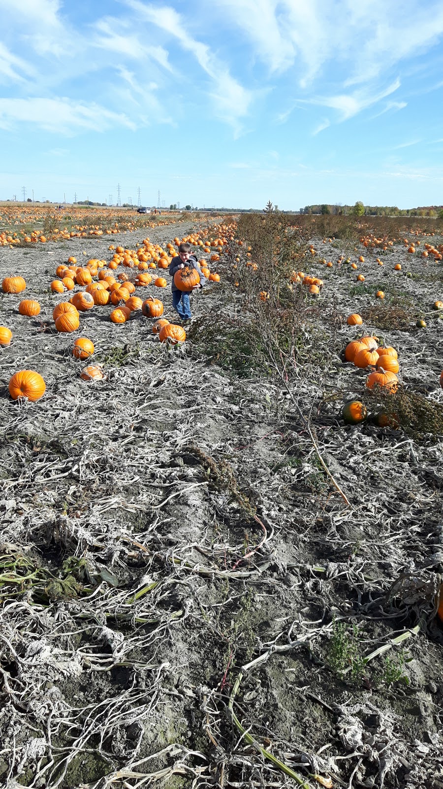 Burnbrae farms. Fermes St-Zotique Ltee | 200 69e Avenue, Saint-Zotique, QC J0P 1Z0, Canada | Phone: (450) 267-3521