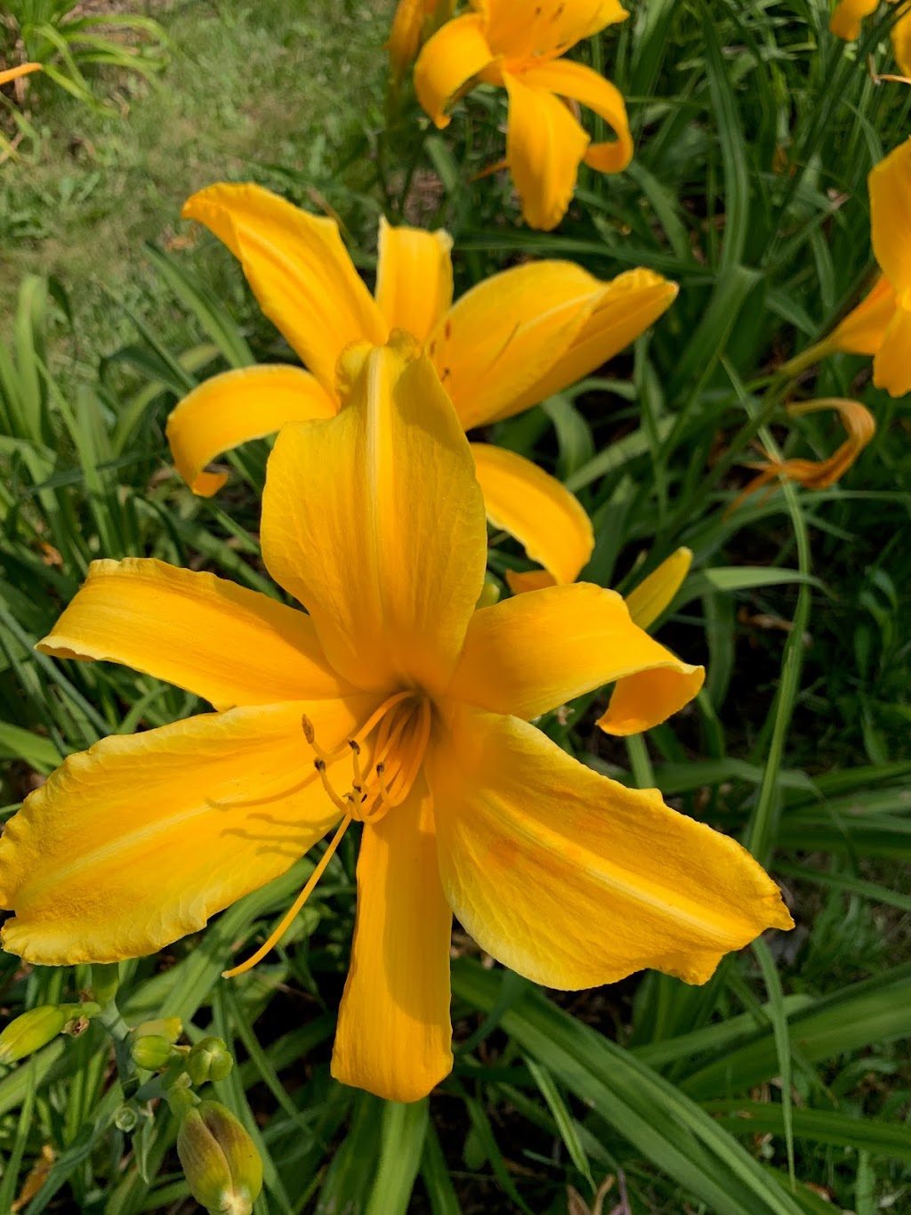 Dynamic Daylilies Inc. | 4500 S Service Rd, Beamsville, ON L0R 1B1, Canada | Phone: (905) 617-0788