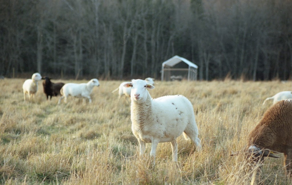 Ferme Province Hill | 91 Chem. de Province Hill, Mansonville, QC J0E 1X0, Canada | Phone: (438) 872-9135