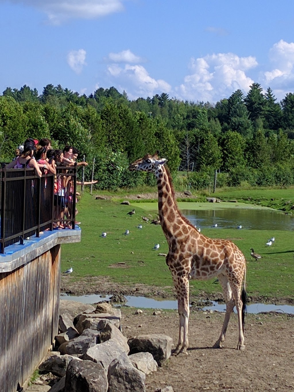 Parc Safari | 280 Rang Roxham, Saint-Bernard-de-Lacolle, QC J0J 1V0, Canada | Phone: (450) 247-2727