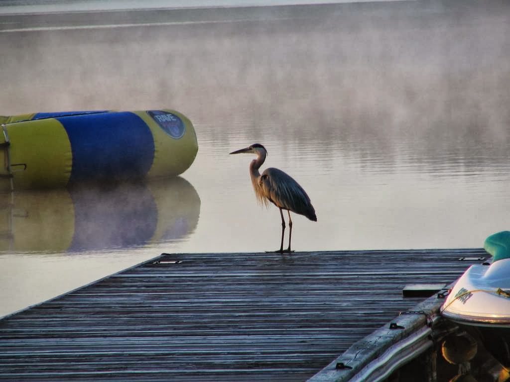 Red Eagle Family Campground | 289 Wollaston Lake Rd, Coe Hill, ON K0L 1P0, Canada | Phone: (613) 337-5587