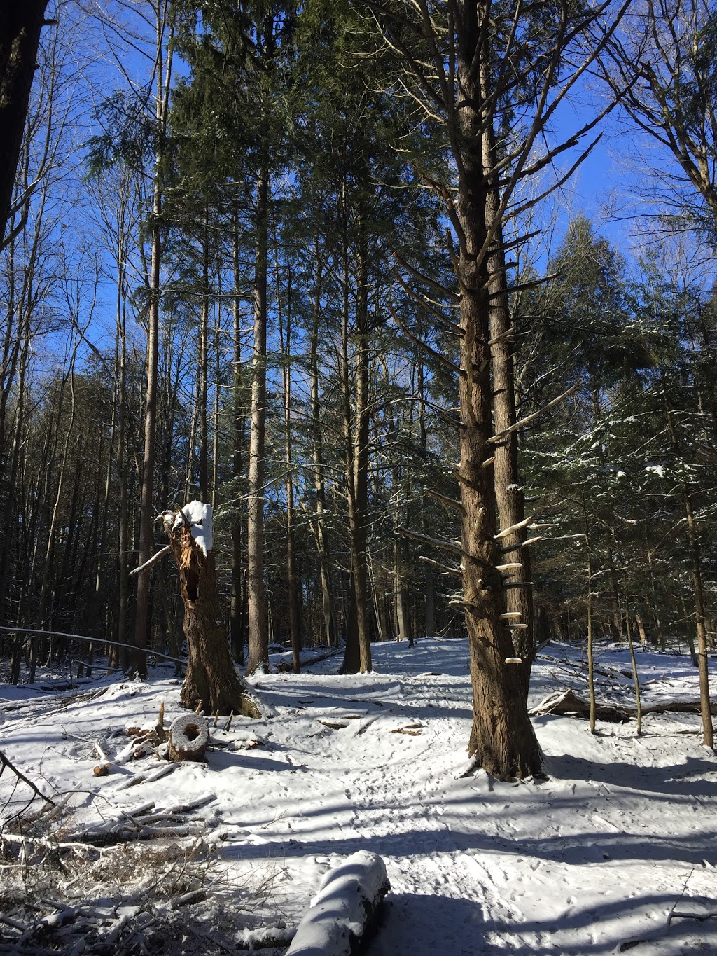 Chesney Wilderness Area Trail | Oxford Road 29, Blandford-Blenheim, ON N0J 1M0, Canada | Phone: (866) 900-4722