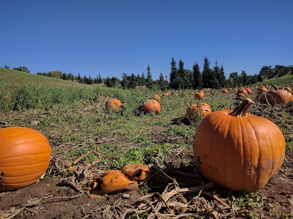 Albion Orchards & Country Market | 14800 Innis Lake Rd, Caledon East, ON L7C 2Y8, Canada | Phone: (905) 584-0354