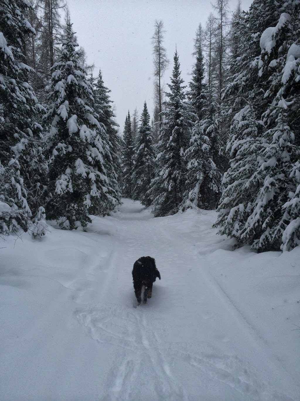 Chenil Summum Kennel | Montée du Curé Labelle, Mont-Tremblant, QC J8E 2A3, Canada | Phone: (819) 681-7539