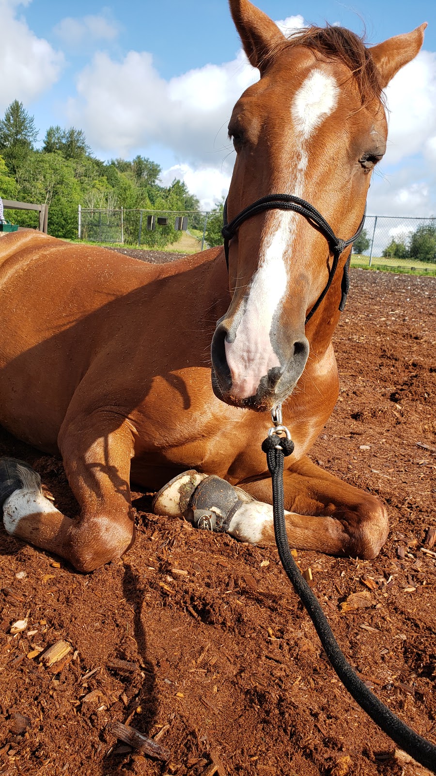 Campbell Downs Equestrian Centre | 1255 208 St, Langley, BC V2Z 1T4, Canada | Phone: (604) 530-4983