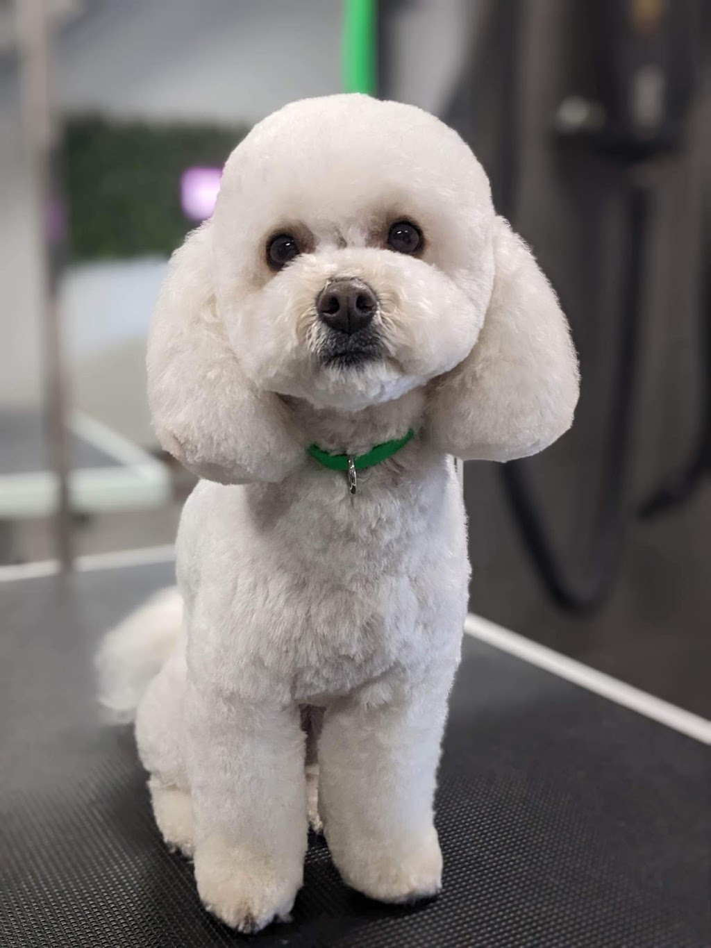 Stay Dog Grooming | 799 Juliana Dr Unit b, Woodstock, ON N4V 1A2, Canada | Phone: (519) 859-7829