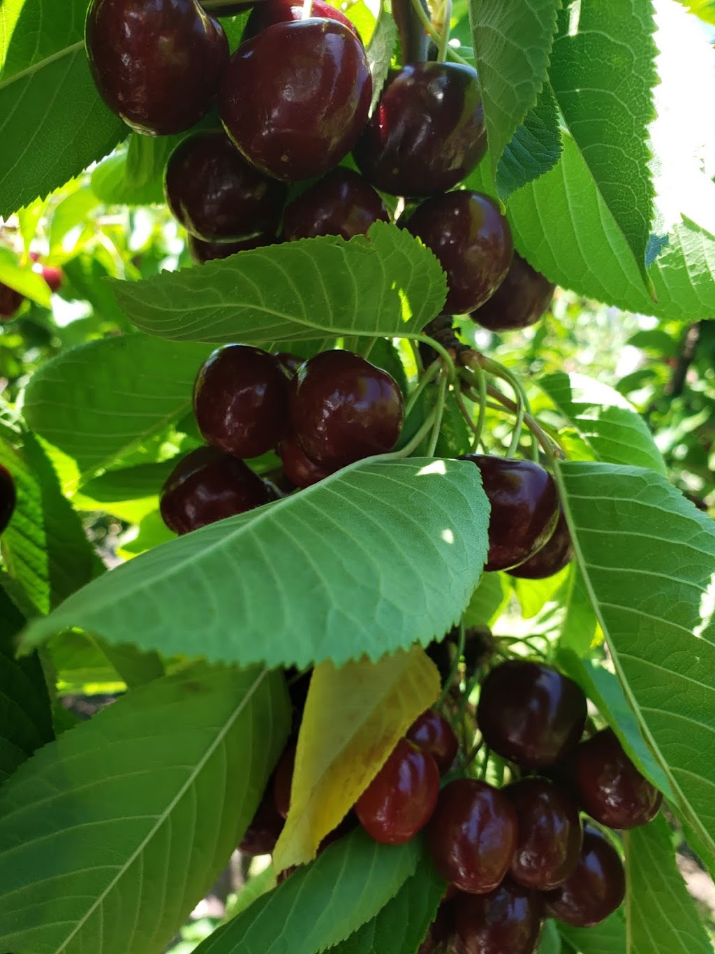 Bighorn Fruit Stand | Unnamed Road, Okanagan Falls, BC V0H 1R0, Canada