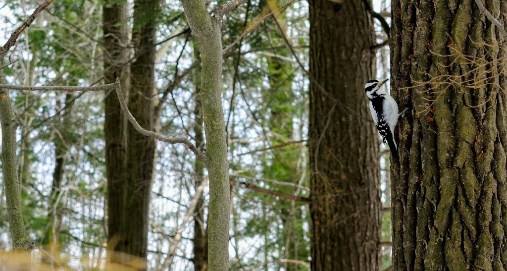 Parc naturel de la Tourbière-Du-Bordelais | Saint-Lazare, QC J7T 2E3, Canada | Phone: (450) 424-8000