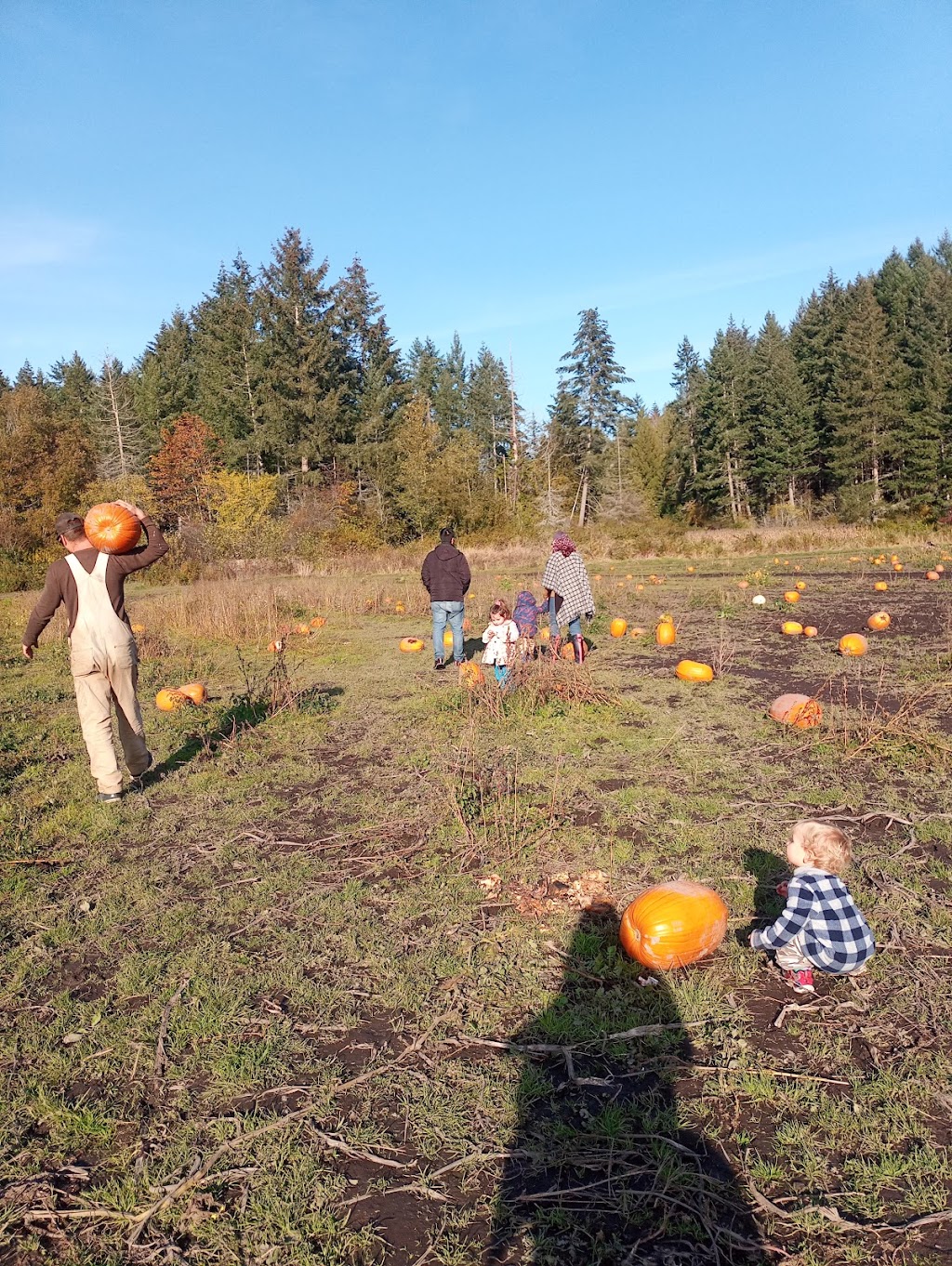 McNabs Corn Maze | 4613 Yellow Point Rd, Ladysmith, BC V9G 1G7, Canada | Phone: (250) 245-0666