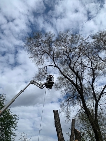 Tree Removal St. Albert | 6021A Tudor Gln, St. Albert, AB T8N 3V4, Canada | Phone: (587) 400-4507