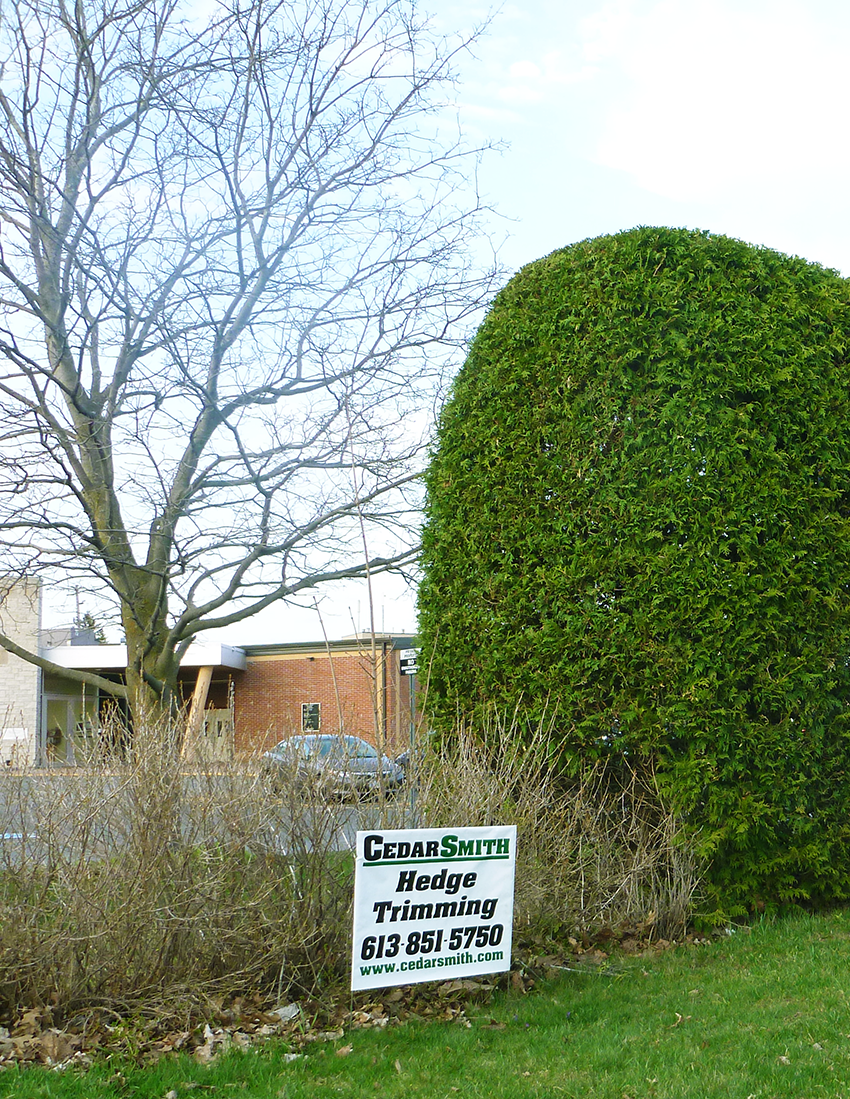 CedarSmith Hedge Trimming Kanata | 14 Binscarth Crescent, Kanata, ON K2L 1S1, Canada | Phone: (613) 851-5750