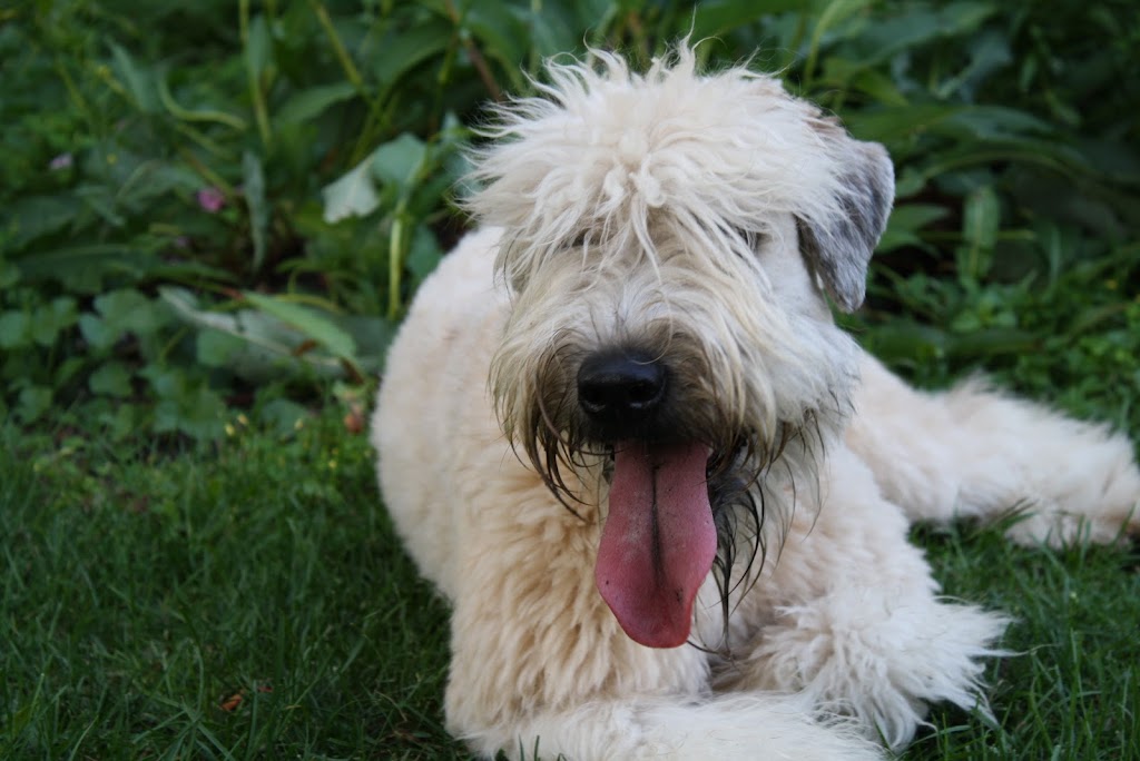 Elevage All Stars Wheaten Terrier | 2150 Rue Fradet, Drummondville, QC J2B 1N7, Canada | Phone: (819) 850-8881