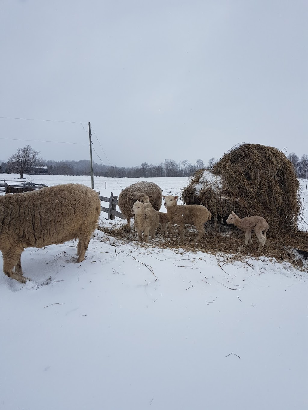 Highlands Hobby Farm Bed and Breakfast | 1703 Concession 10 South Nottawasaga Rd, Duntroon, ON L0M 1L0, Duntroon, ON L0M 1H0, Canada | Phone: (705) 795-2038