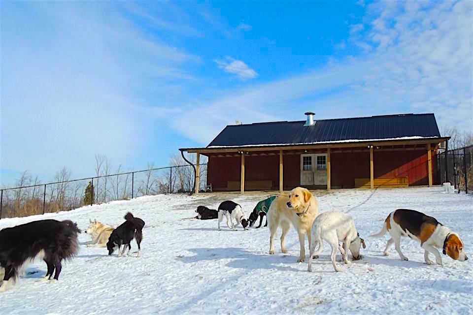 Dogs at Camp GTA - 100 Acres - Hiking & Swimming! | 20850 Marsh Hill Rd, Uxbridge, ON L9P 1R3, Canada | Phone: (905) 862-0273