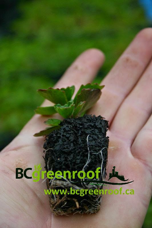 BC green roof Victoria | 2569 Lavinia Rd, Shawnigan Lake, BC V0R 2W2, Canada | Phone: (250) 220-0239