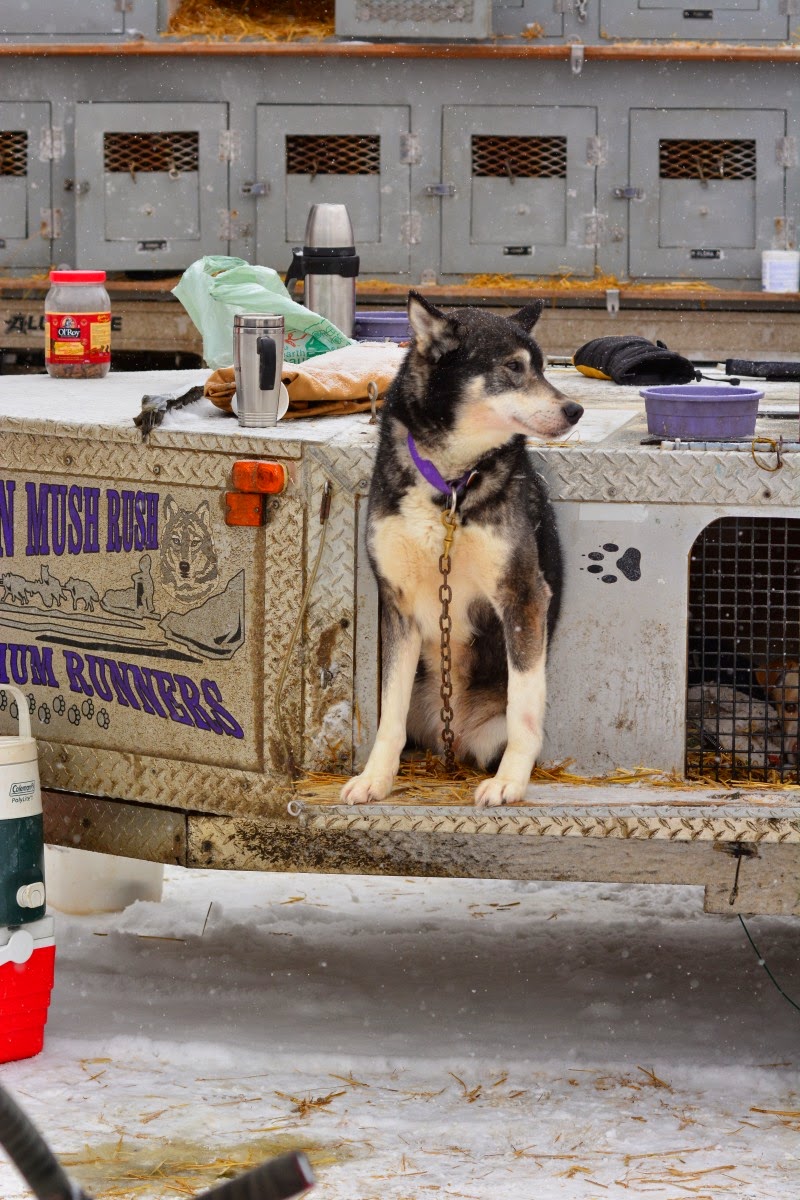 Kearney Dog Sled Races | 8 Main St, Kearney, ON P0A 1M0, Canada | Phone: (705) 636-7752