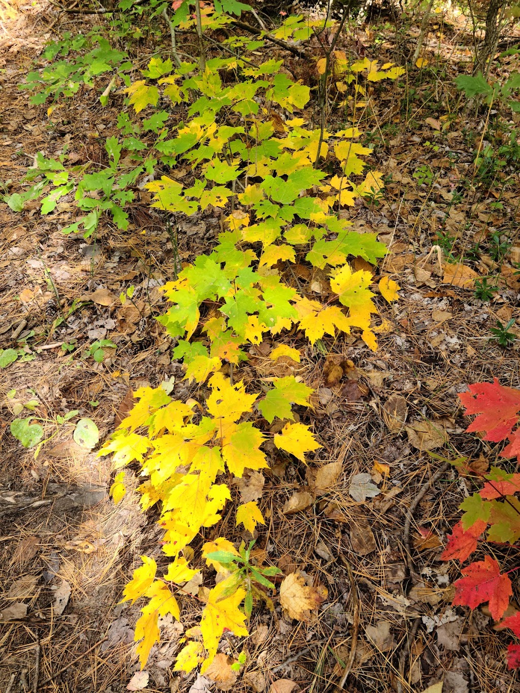 Beagle Club Trailhead, Northumberland County Forest | Beagle Club Rd, Harwood, ON K0K 2H0, Canada | Phone: (905) 372-3329