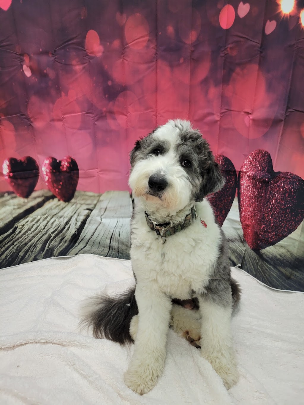 pampered Pups by jamie | 838 Development Dr, Kingston, ON K7M 5V7, Canada | Phone: (613) 983-3889