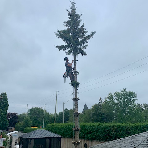 Smiths Falls Elite Tree Services | 138 Queen St, Smiths Falls, ON K7A 3N6, Canada | Phone: (613) 301-9095