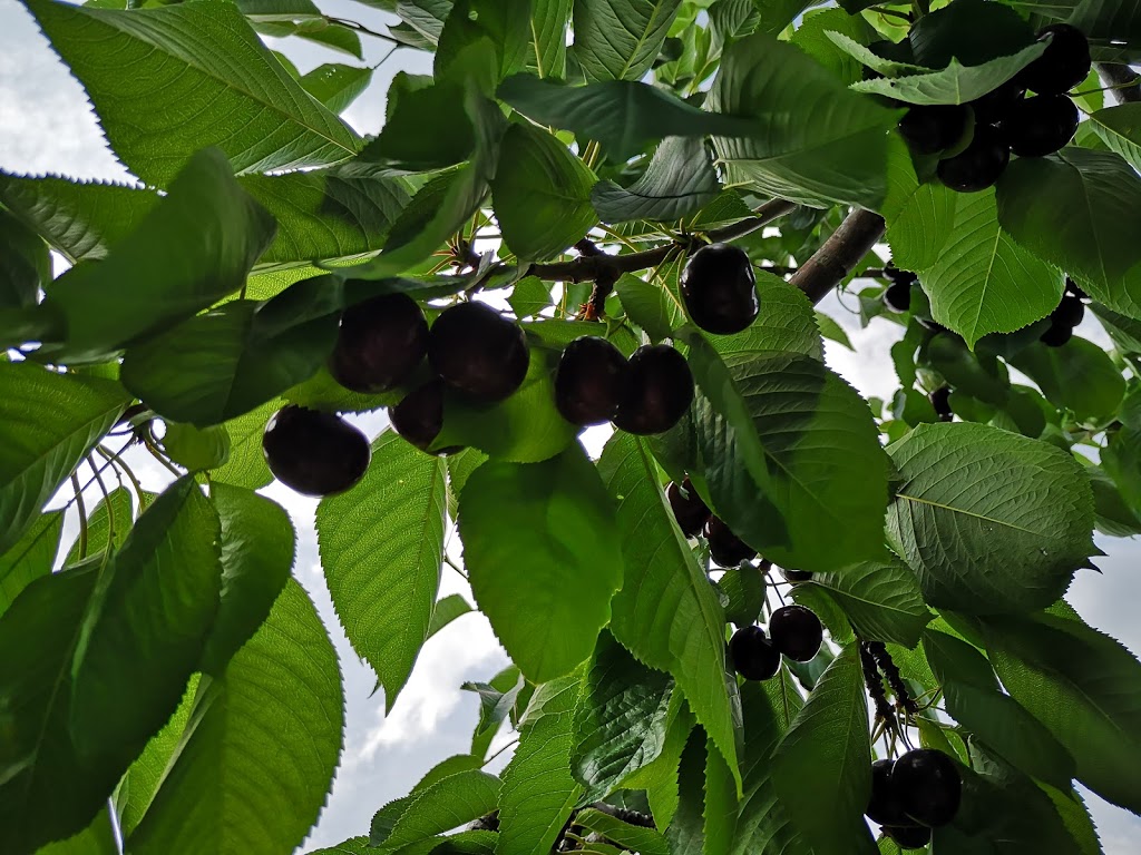 Bighorn Fruit Stand | Unnamed Road, Okanagan Falls, BC V0H 1R0, Canada