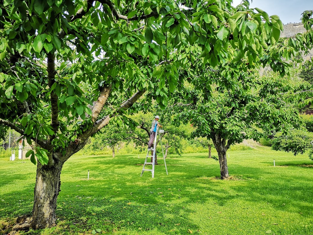 Bighorn Fruit Stand | Unnamed Road, Okanagan Falls, BC V0H 1R0, Canada