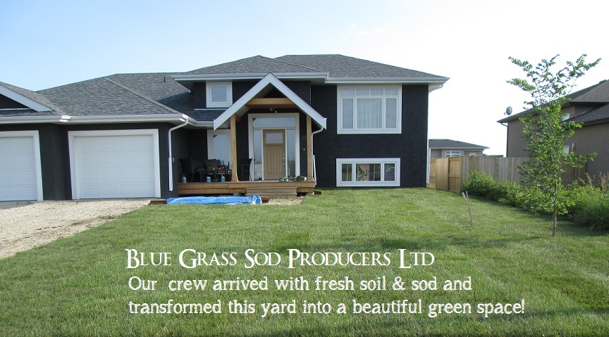 Blue Grass Sod Producers Ltd | 1278 Marchand Rd, Howden, MB R5A 1J6, Canada | Phone: (204) 269-3052