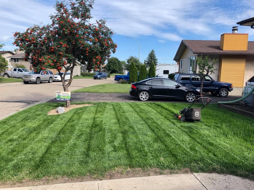 GIANT Turf & Landscape | 14 Willow Crescent, Lacombe, AB T4L 1V3, Canada | Phone: (587) 582-2753