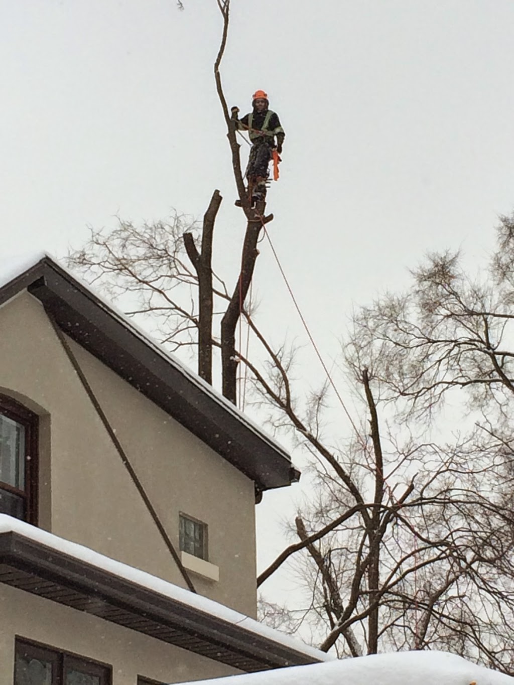 Maplecrest Tree Services | 8988 Webster Rd, Glencairn, ON L0M 1K0, Canada | Phone: (647) 501-4954