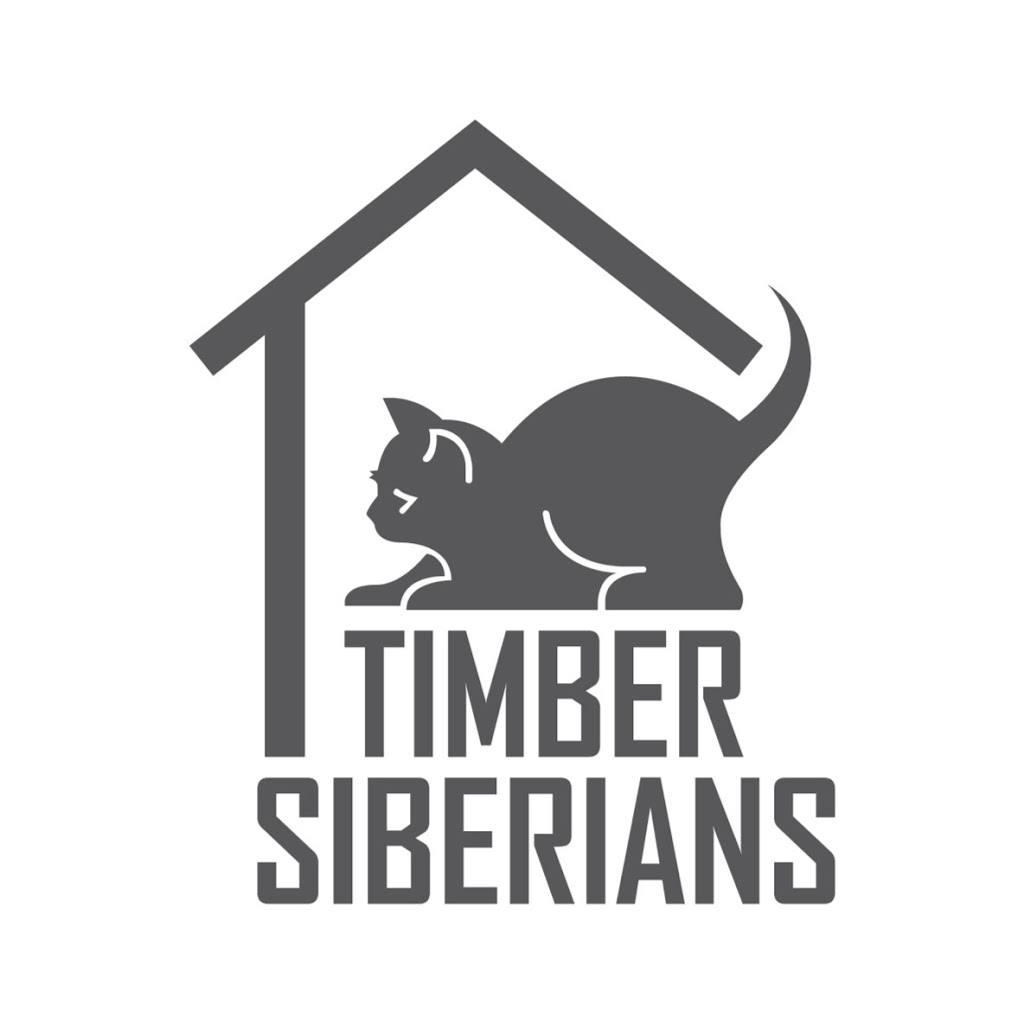Timber Siberians Cattery | 295159 8 Line, Laurel, ON L9W 0K1, Canada | Phone: (519) 217-4360