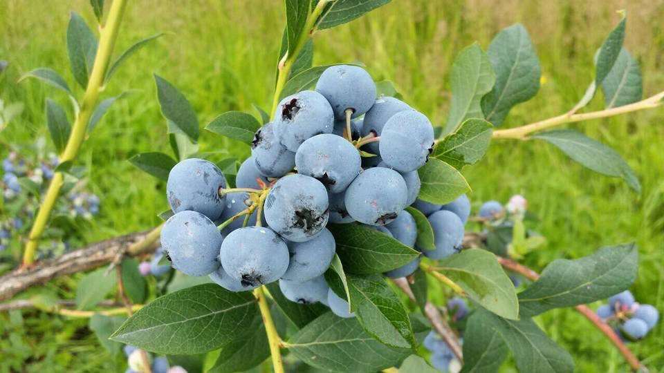 Jay’s Blueberry Farm | 21902 Telegraph Trail, Langley City, BC V1M 3S6, Canada | Phone: (604) 783-1799