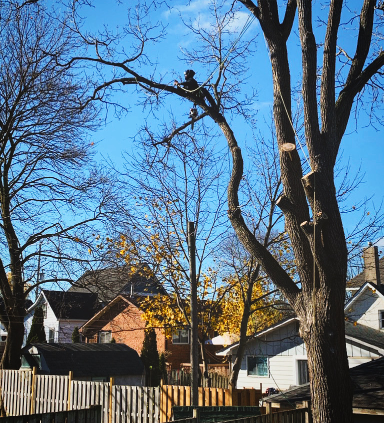 Canopy Tree Care | 46 James St, Seaforth, ON N0K 1W0, Canada | Phone: (519) 614-2719