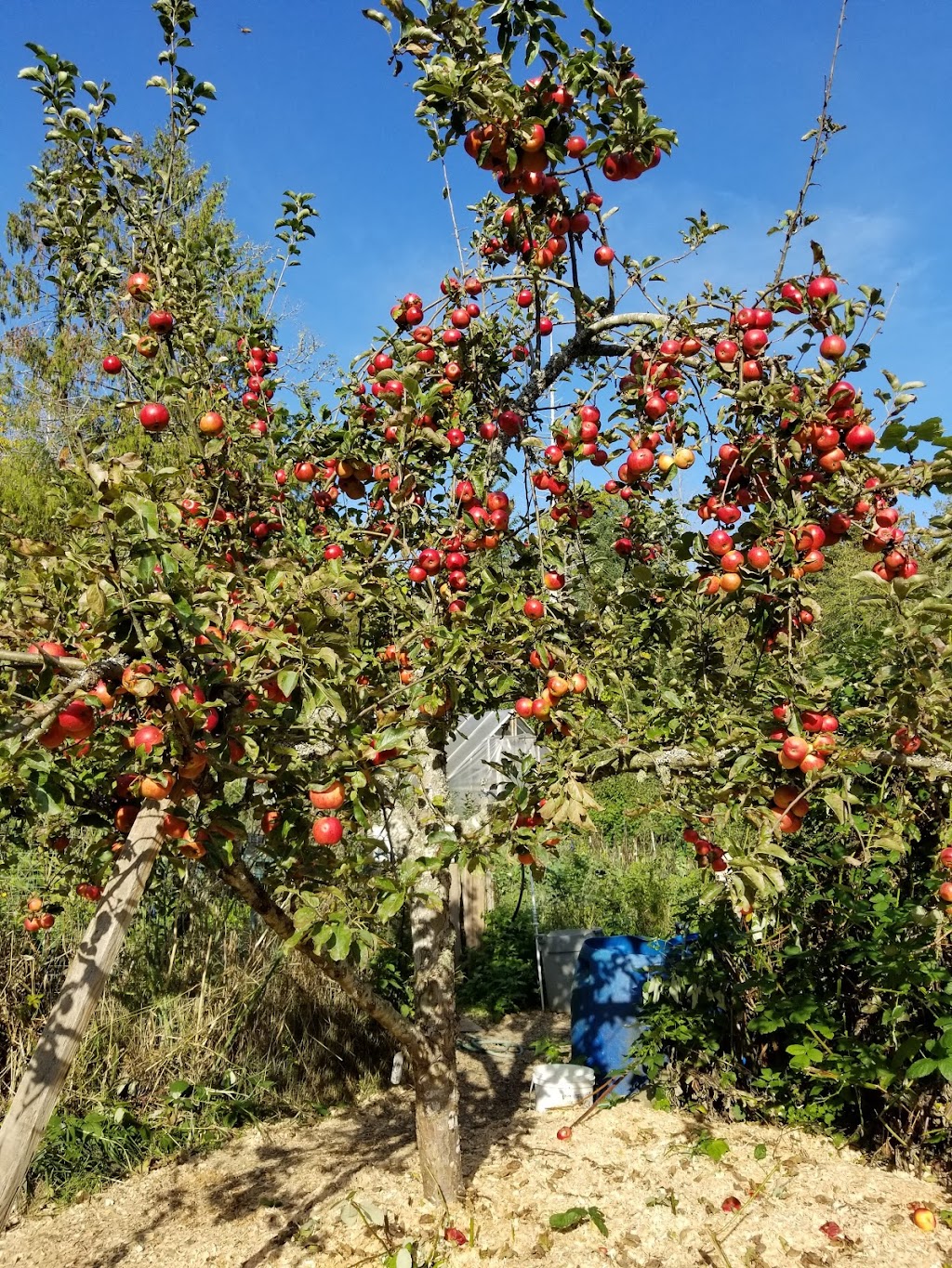 Apple Luscious Organic Orchard | 110 Heidi Pl, Salt Spring Island, BC V8K 1W5, Canada | Phone: (250) 653-2007